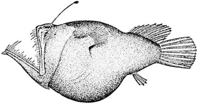 Melanocetus murrayi_01.jpg